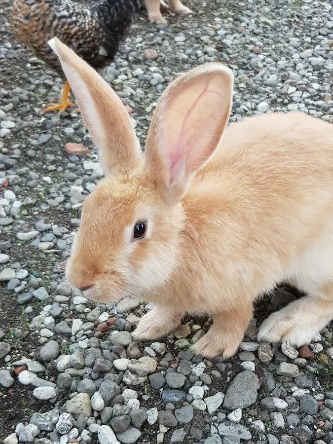 Alle Vecchie Mura Pistoia 3*,  Olaszország